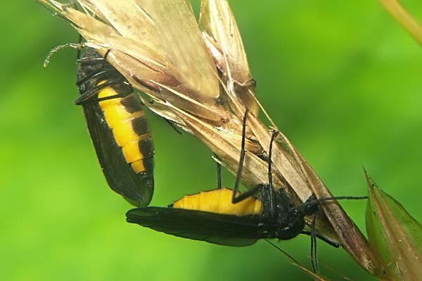 1816-dip-sciaridae-sciara-analis-female-kalksteinerbachtal-030804.jpg