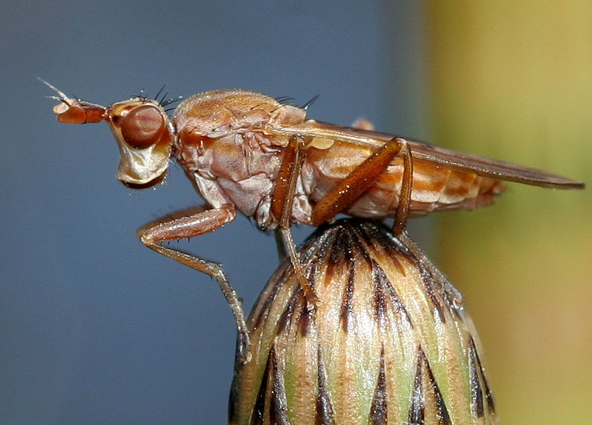 Sciomyzidae: Elgiva solicita (female) (1)