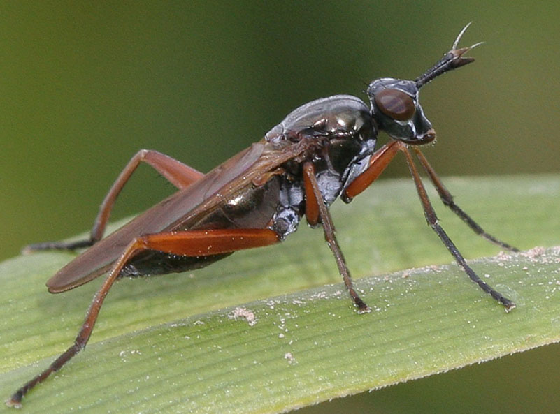 Sciomyzidae: Sepedon (Sepedon) sphegea (female) (2)