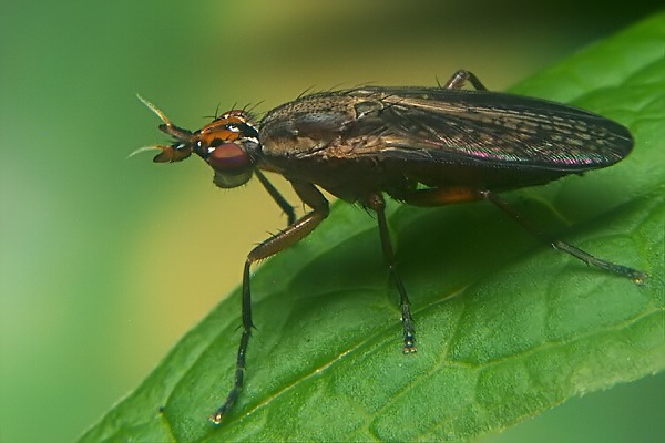 1131-1130-dip-sciomyzidae-euthycera-fumigata-female-valgrande-190706.jpg