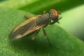 1425-dip-sciomyzidae-pherbellia-albocostata-winkeltal-200706_t1.jpg