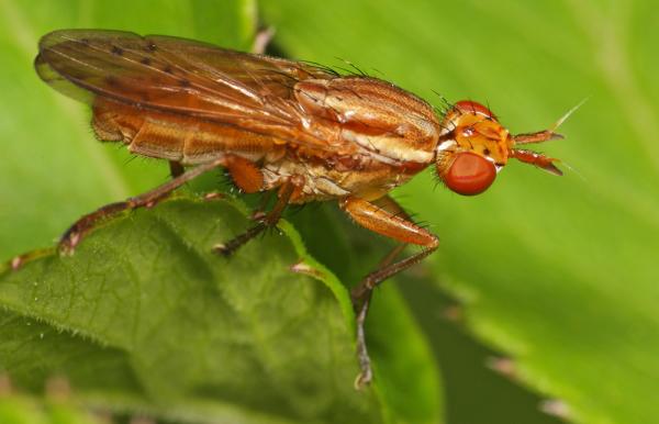 2008-06-20-0048-illionealbiseta.jpg