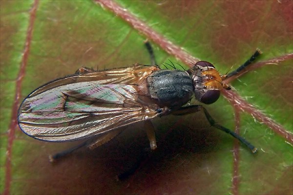 7035-7037-dip-sciomyzidae-pherbellia-dubia-female-martawald-080805.jpg