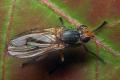 7035-7037-dip-sciomyzidae-pherbellia-dubia-female-martawald-080805_t1.jpg