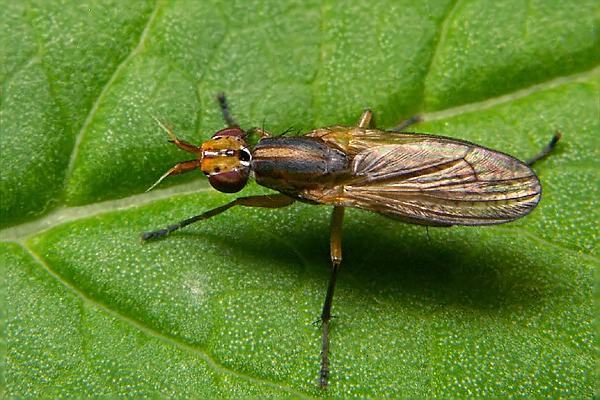 7385-7379-dip-sciomyzidae-limnia-unguicornis-cf-female-innschlucht-110805.jpg