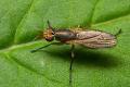 7385-7379-dip-sciomyzidae-limnia-unguicornis-cf-female-innschlucht-110805_t1.jpg