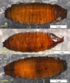 ditaeniella_grisescens_pupa_habitus_16june2010_delfland_nl_t1.jpg