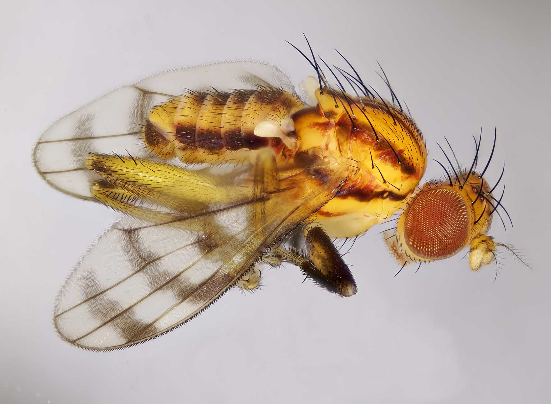 Sciomyzidae: Colobaea bifasciella (male) (2)