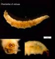 pherbellia_cf_obtusa_larva_t1.jpg