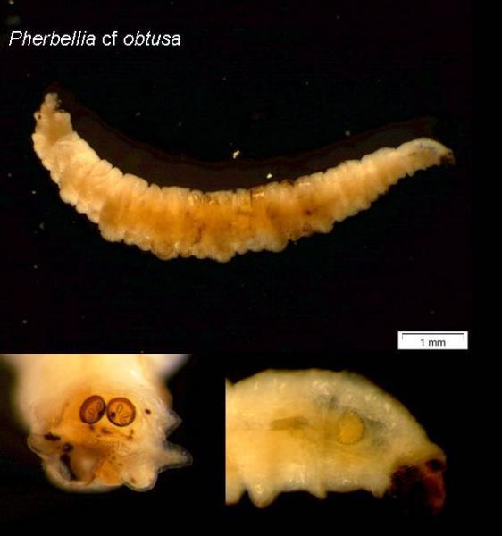 pherbellia_cf_obtusa_larva.jpg