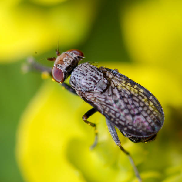 Sciomyzidae: Pherbellia limbata (female) (1)