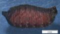 tetanocera_arrogans_pupa_lateraal_roerarm_404180_t1.jpg