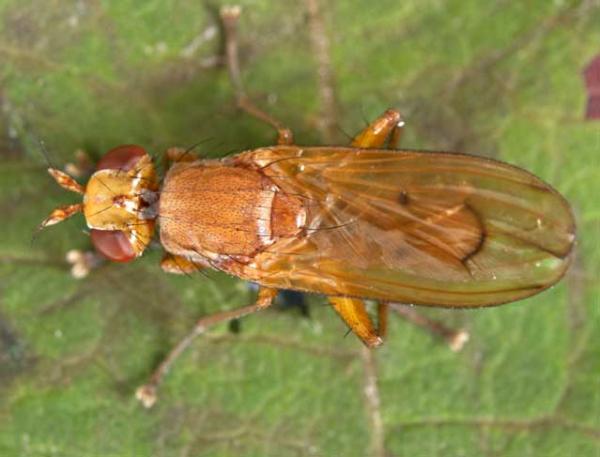 tetanocera_ferruginea.jpg