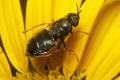 Click to view 0386-dip-stratyomiidae-odontomyia-tigrina-sinnersdorf-260606_t1.jpg