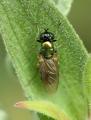 Click to view 2008stratiomyiide080090w_t1.jpg