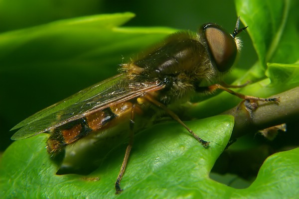 3532-3145-dip-stratiomyidae-odontomyia-ornata-michelsberg-200504.jpg