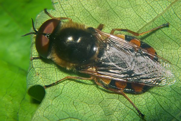 3532-dip-stratiomyidae-odontomyia-ornata-michelsberg-200504.jpg