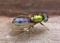 Click to view chloromyia_formosa_001_t1.jpg