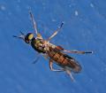 Click to view chorisops_tibialis_02_t1.jpg