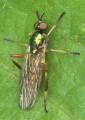 Click to view chorisops_tibialis_20090831worfolk1_t1.jpg