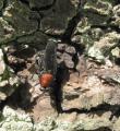 Click to view clitellaria_ephippium_t1.jpg