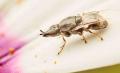 Click to view diptera1_t1.jpeg