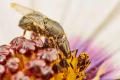 Click to view diptera4_t1.jpeg