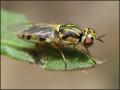 Click to view euparyphus_1_t1.jpg