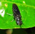 Click to view fly2_t1.jpg