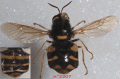 forum-s-longicornis-f-2207_t1.gif