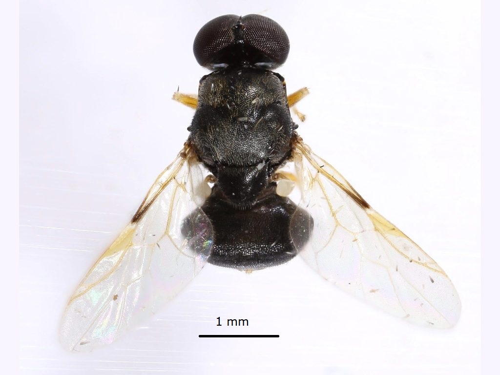 Stratiomyidae: Damaromyia clivosa (male) (1)