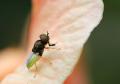 Click to view img_3356stratiomyidae3rochw_t1.jpg