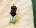 Click to view img_3421stratiomyidae3roche_t1.jpg