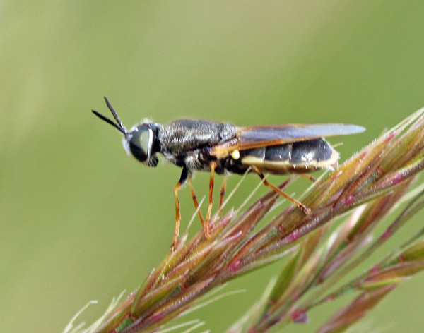 Stratiomyidae: Odontomyia discolor (female) (2)