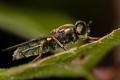 Click to view img_6391-3_t1.jpg