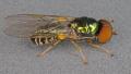 Click to view microchrysa_flavicornis_t1.jpg