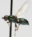 Click to view microchrysa_polita_jf10-1016_t1.jpg