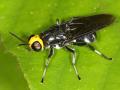 Click to view mry-376---stratiomyidae_t1.jpg