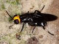 Click to view mry-441-stratiomyidae_t1.jpg