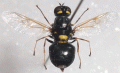 Click to view n-4819-oxycera_t1.gif
