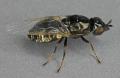 Click to view nemotelus_nigrinus_t1.jpg