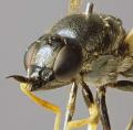Click to view nemotelus_pantherinus_1_t1.jpg