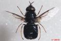 Click to view odontomyia-3915-m-dos-bis_t1.jpg