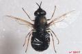 Click to view odontomyia-3917-f-dos-bis_t1.jpg