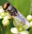 Click to view odontomyia-angulata01_t1.jpg