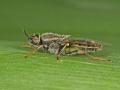 Click to view odontomyia_tigrina09bb_fe_t1.jpg