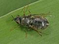 Click to view odontomyia_tigrina12bb_fe_t1.jpg