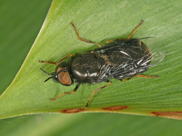 odontomyia_tigrina18bb_ma.jpg