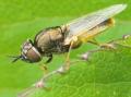 Click to view oplodontha_viridula_20090701_worfolk1_t1.jpg