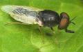 Click to view oplodontha_viridula_20090701_worfolk2_t1.jpg